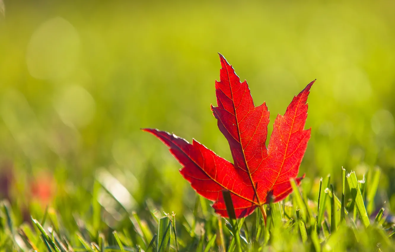 Photo wallpaper autumn, grass, red, sheet, maple, Burgundy