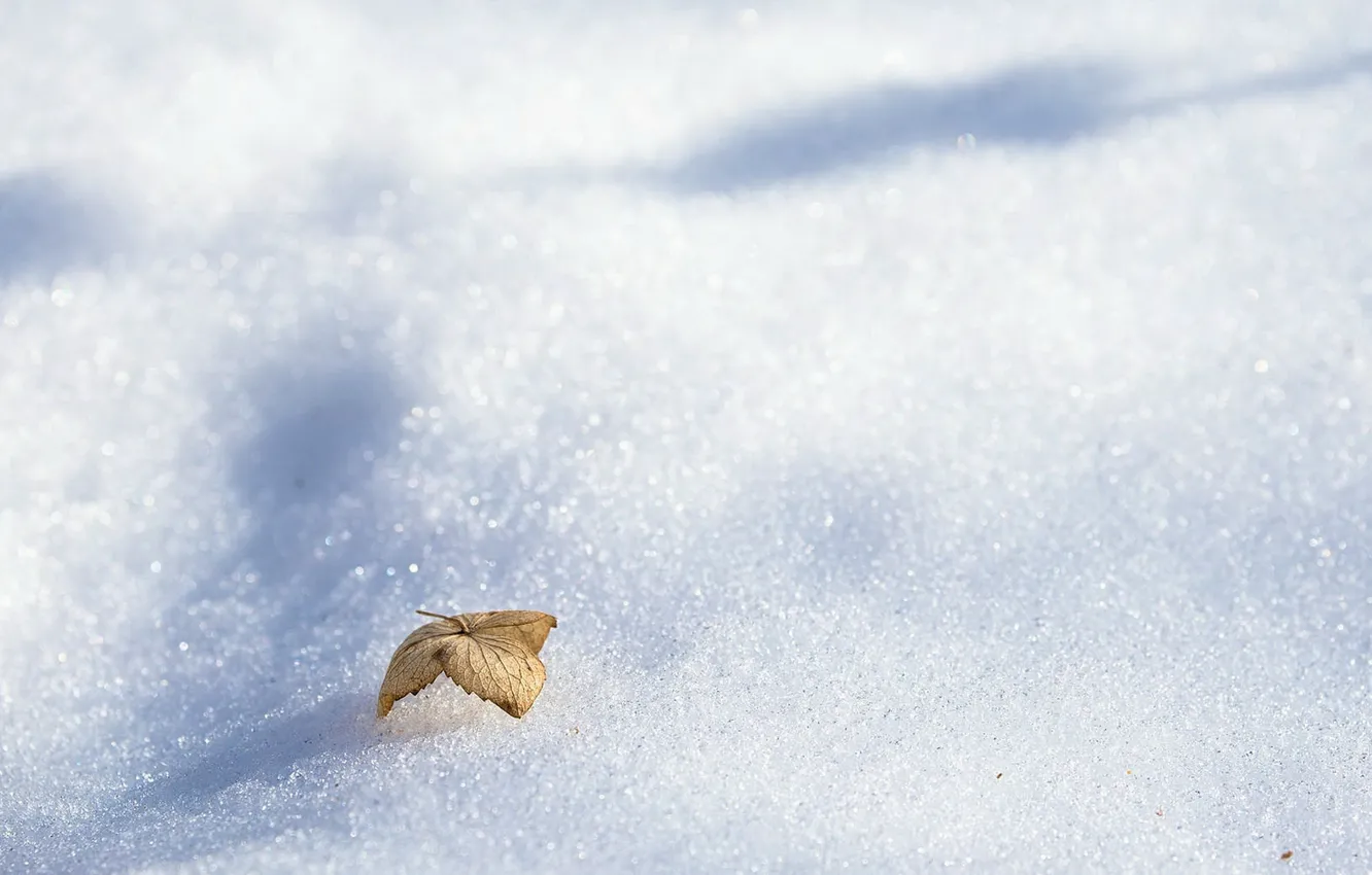 Photo wallpaper winter, leaves, snow