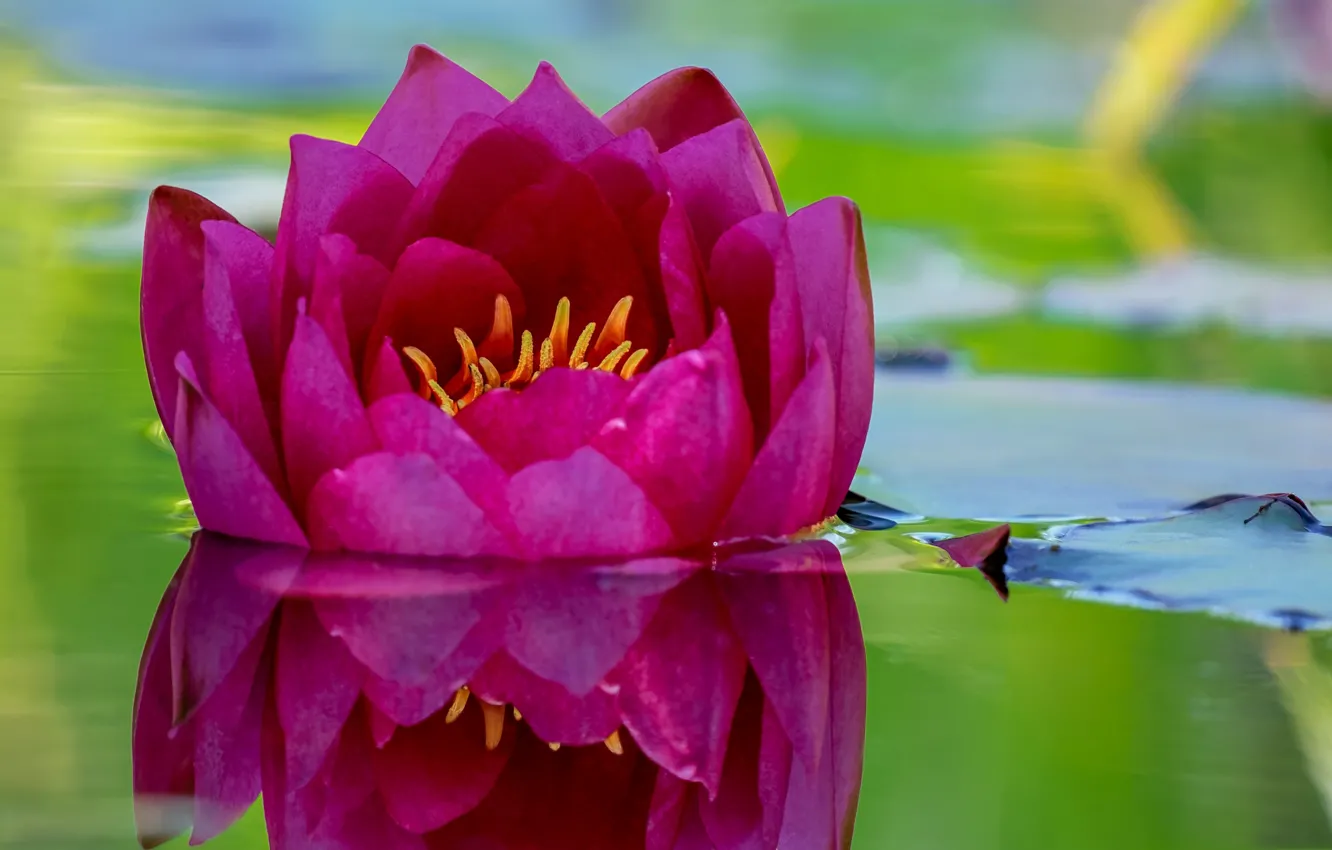 Photo wallpaper water, nature, petals, Lotus