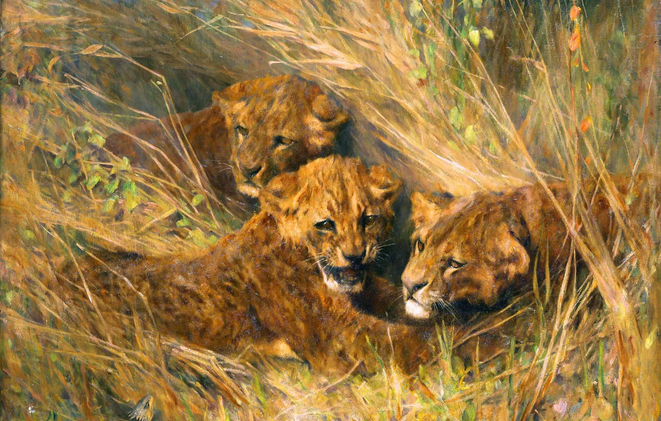 Photo wallpaper Grass, Picture, Three, Lion cub, Arthur Wardle, British artist, Arthur Vardl, Cubs
