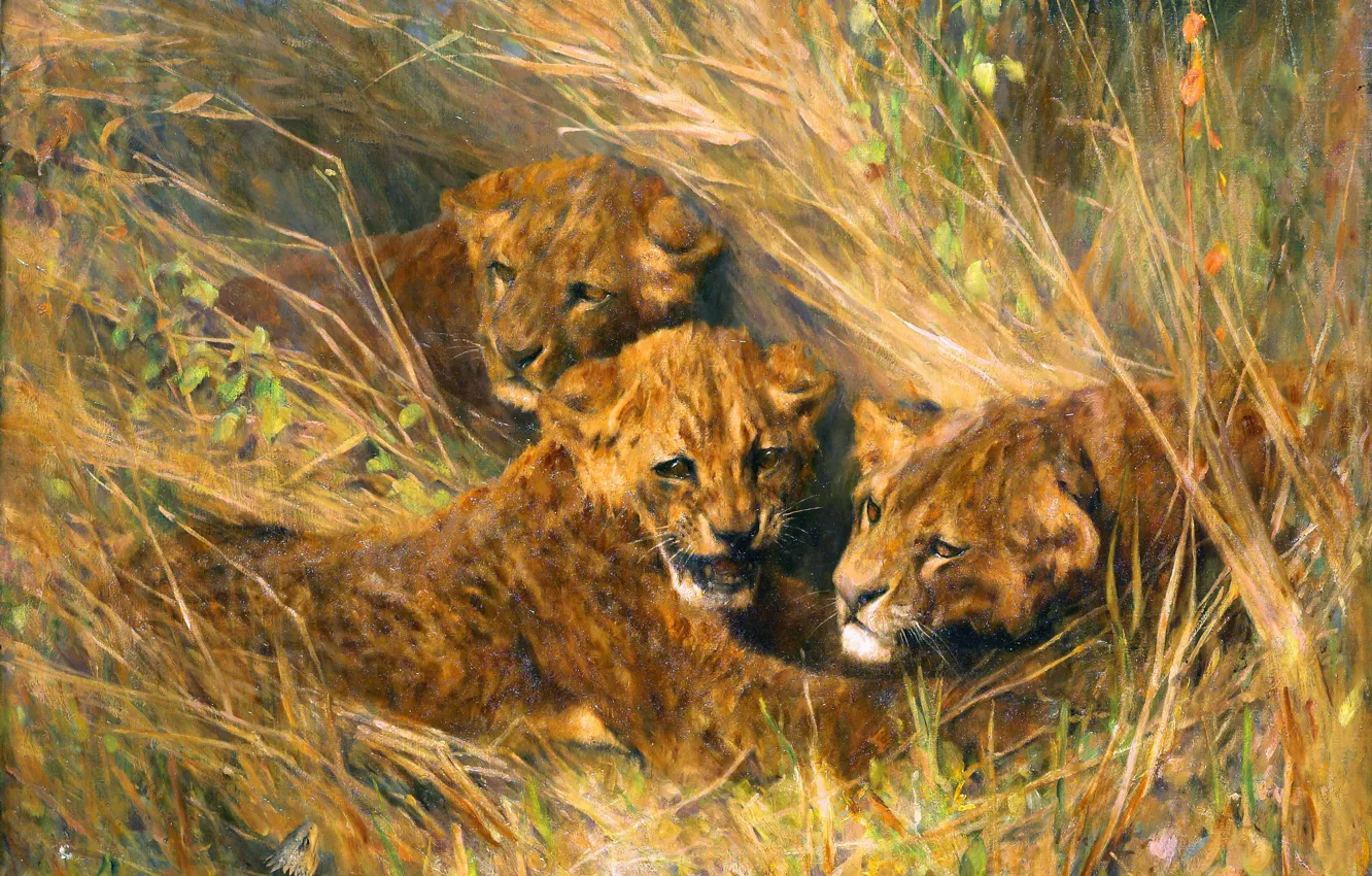 Photo wallpaper grass, picture, cub, three, lion, British artist, Arthur Wardle, Arthur Vardl