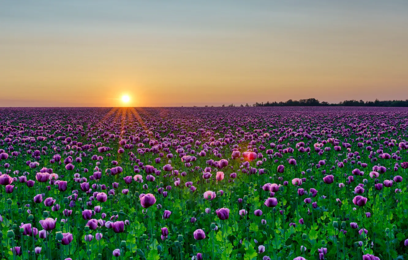 Photo wallpaper field, summer, the sun, rays, sunset, flowers, dawn, Maki