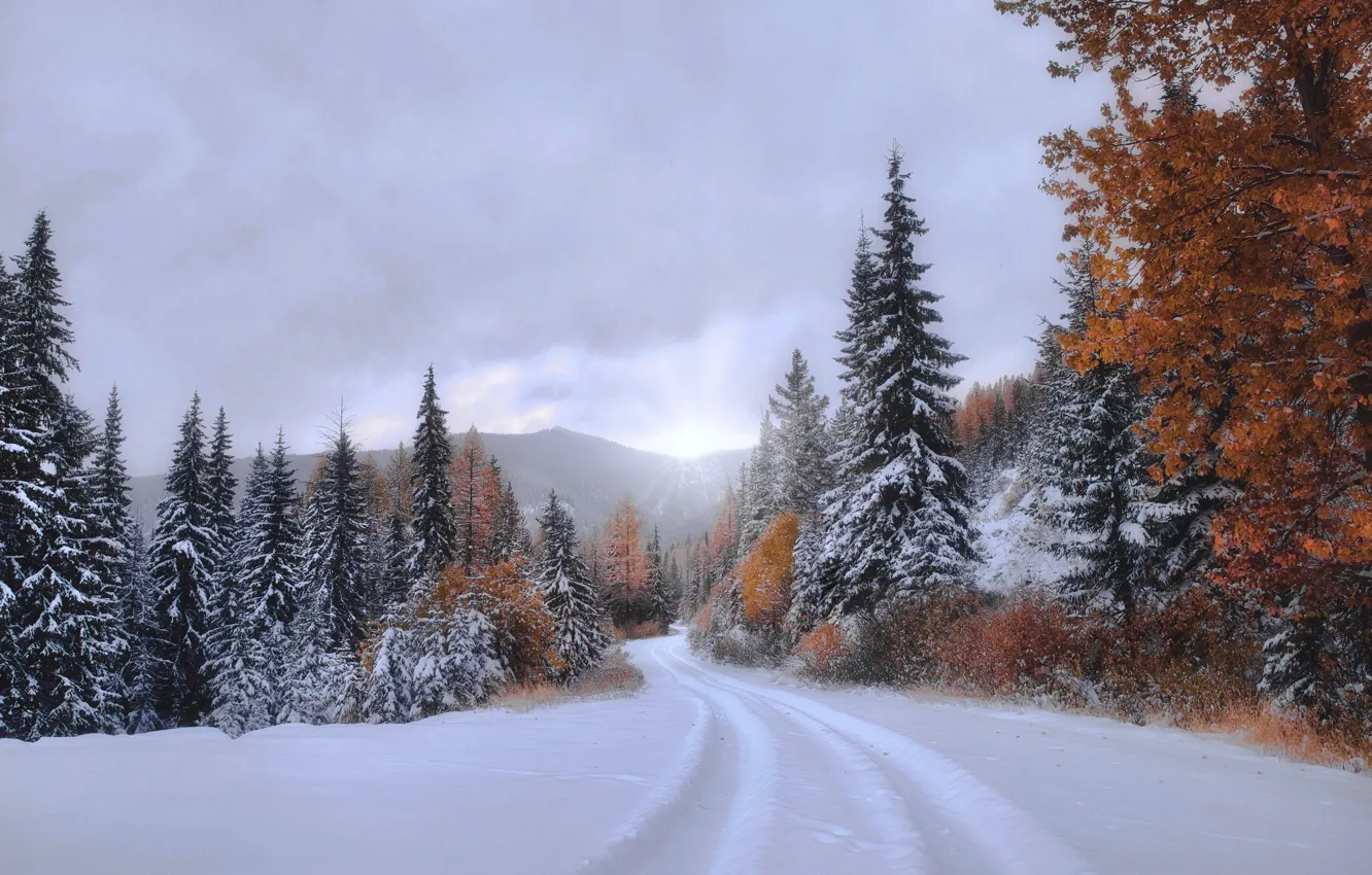 Photo wallpaper autumn, forest, snow, trees, ate, track, Montana
