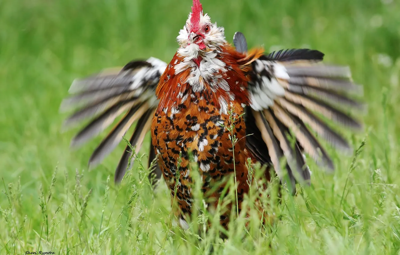Photo wallpaper wings, chicken, cock