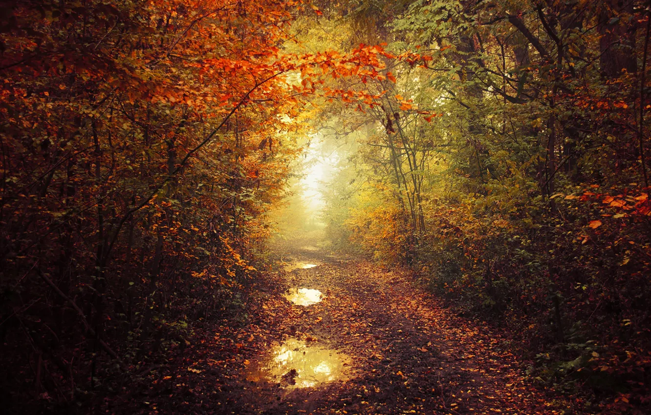 Photo wallpaper autumn, leaves, fog, pathway, autumn colors, path, mist, fall