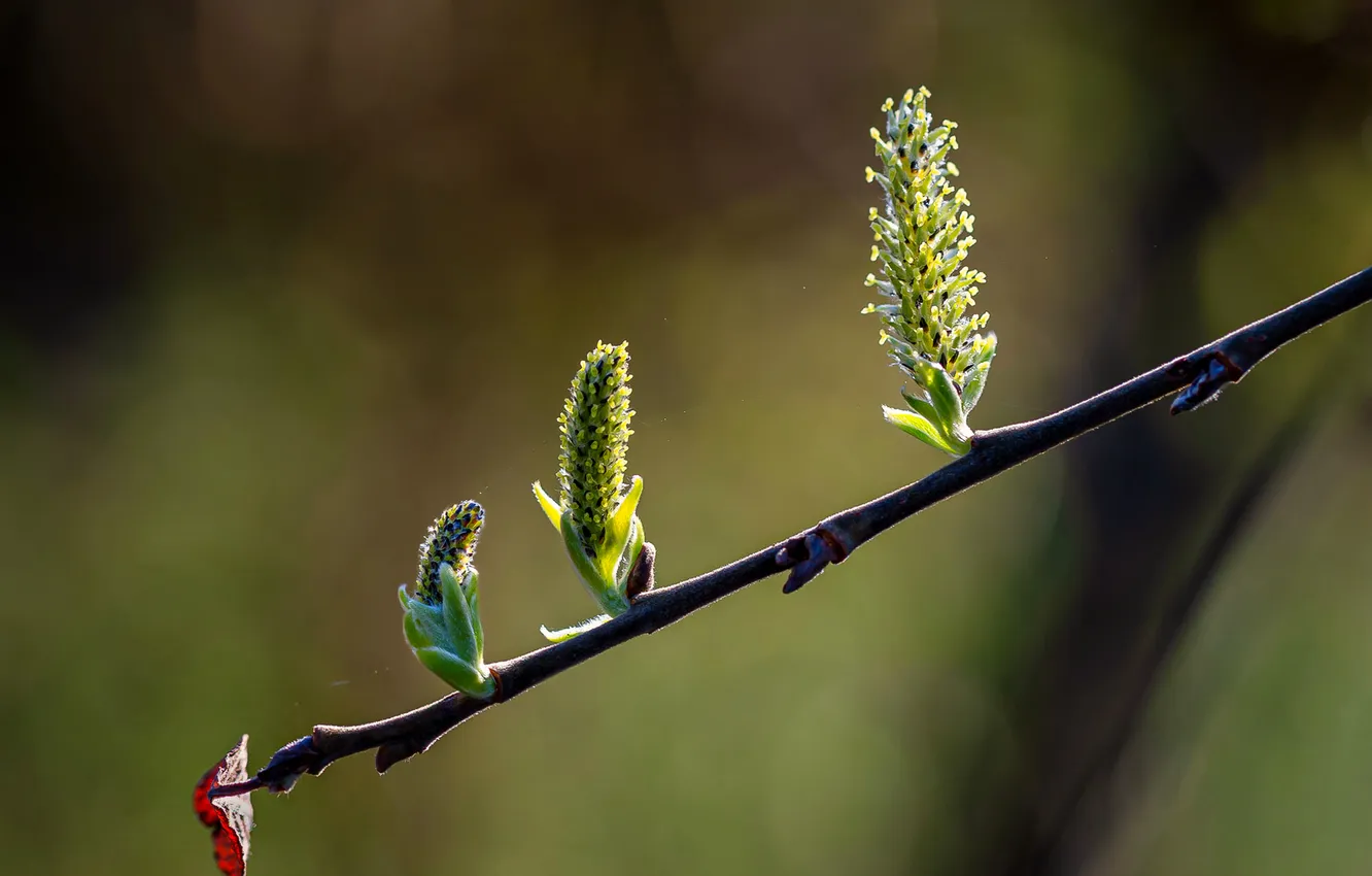 Photo wallpaper branches, nature, spring, flowering, Verba