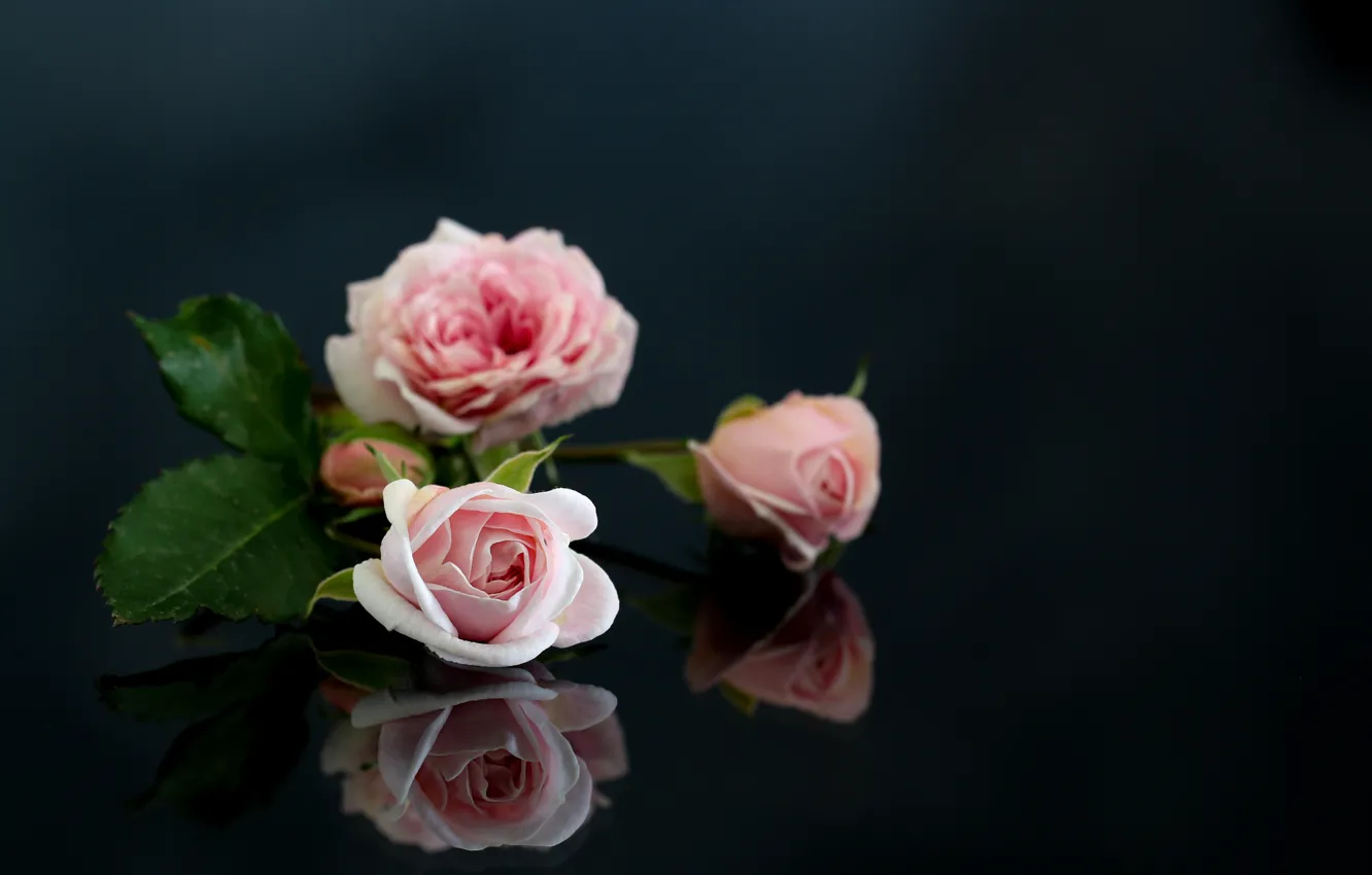 Photo wallpaper reflection, roses, Pink