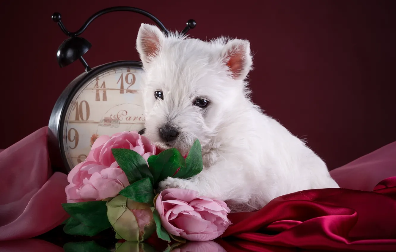 Photo wallpaper white, flowers, watch, puppy, breed