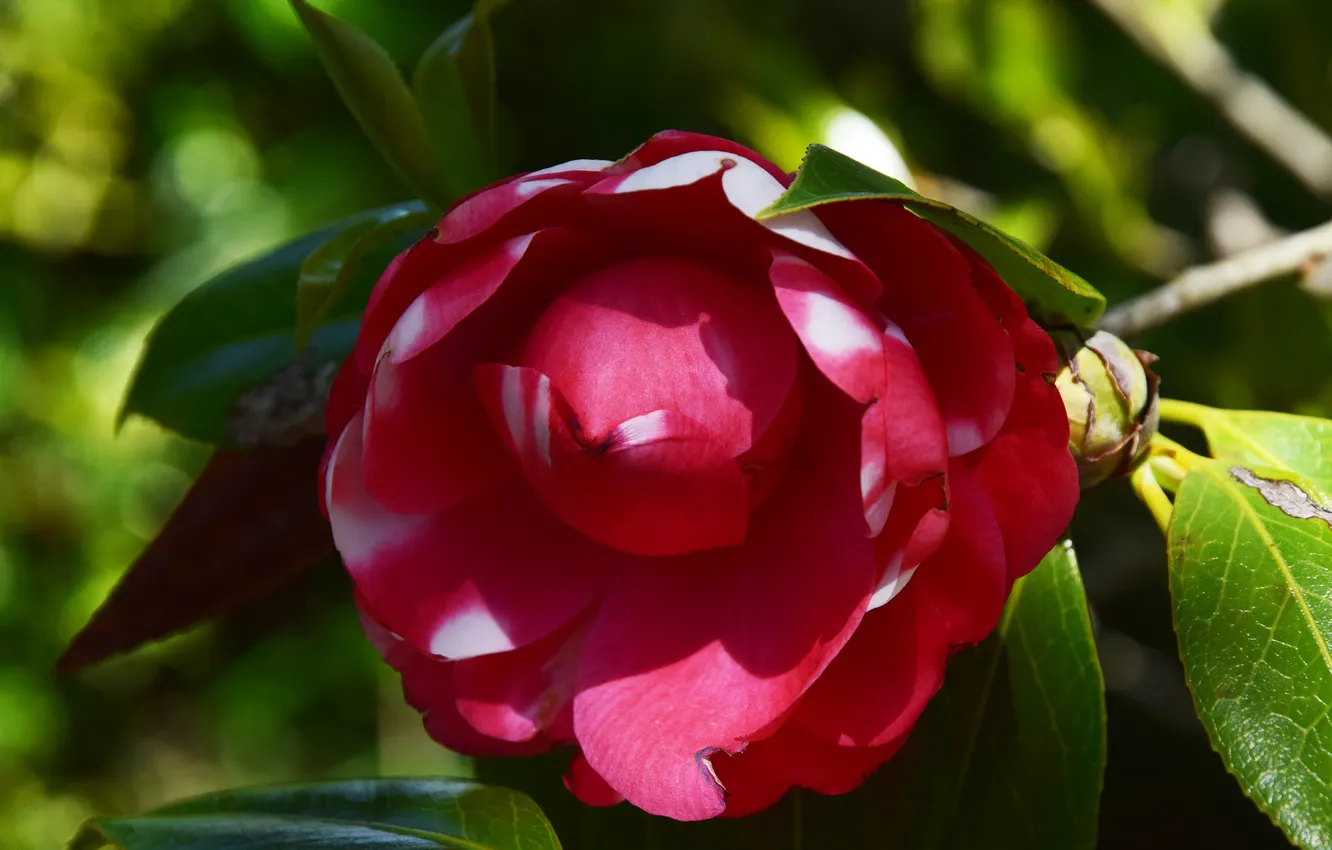 Photo wallpaper leaves, macro, light, flowers, branches, spring, petals, pink