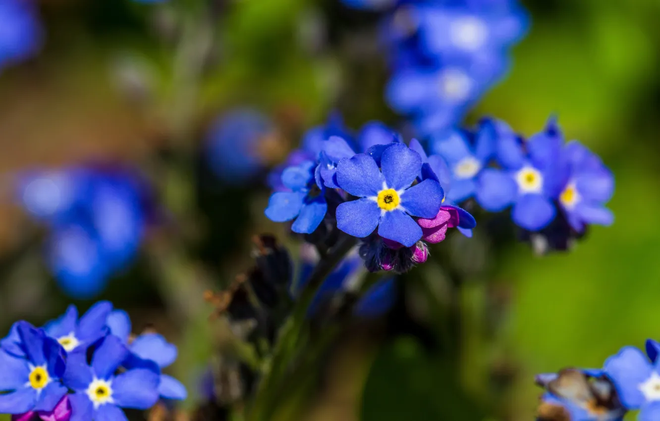 Photo wallpaper flowers, spring, forget-me-nots