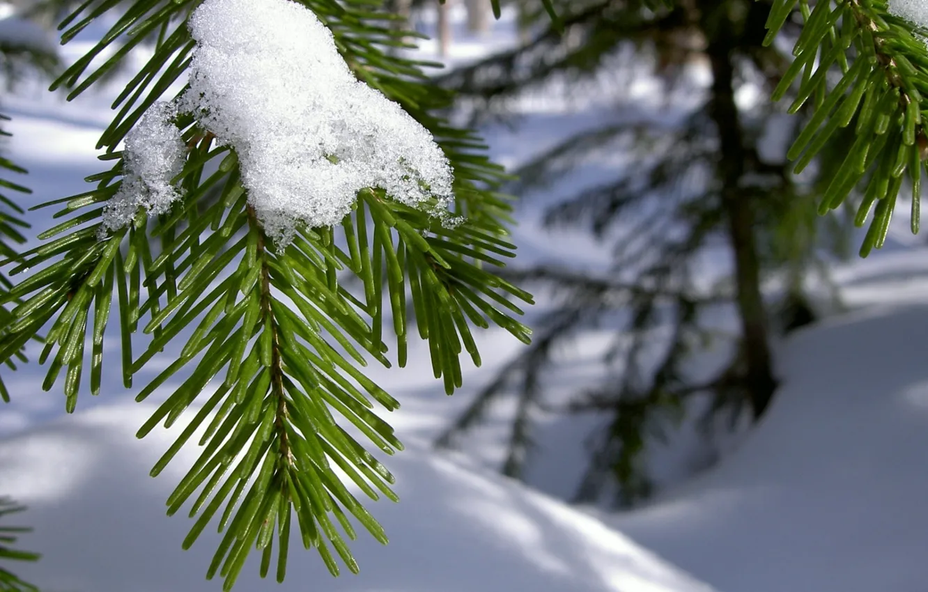 Photo wallpaper winter, macro, snow, needles, branch, needles