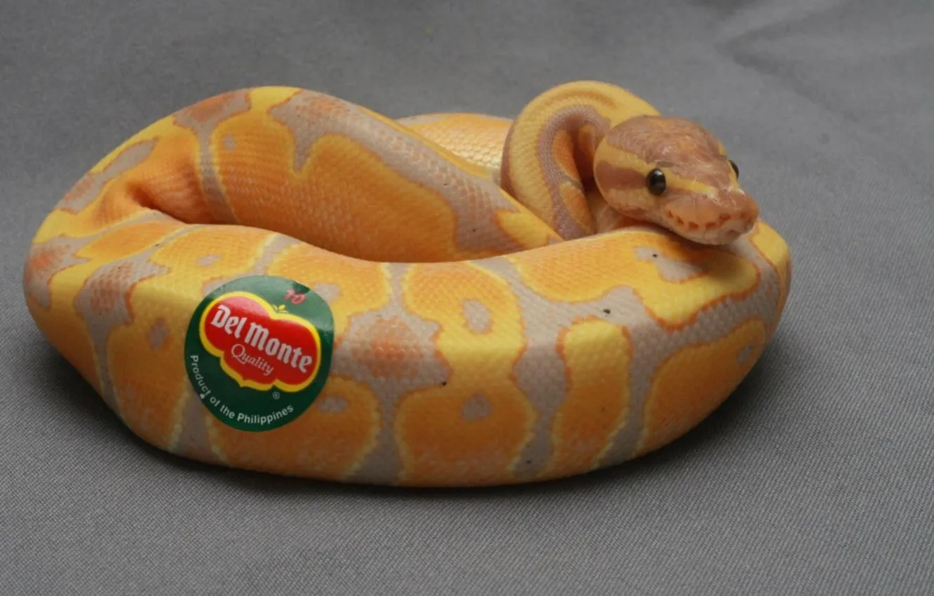 Photo wallpaper animals, reptiles, bananas, Stickers, ..yellow and brown snake
