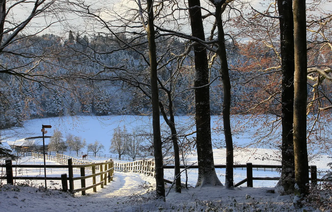 Photo wallpaper winter, trees, the fence, horses