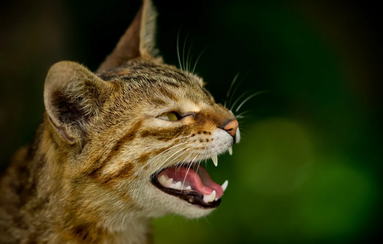 Photo wallpaper cat, glare, grey, background, muzzle, meow