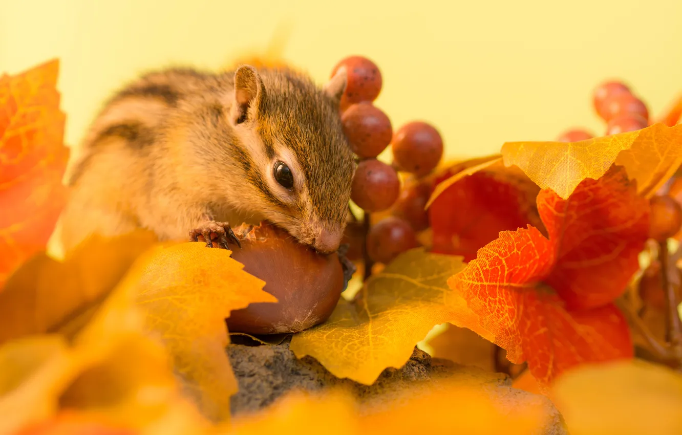 Photo wallpaper autumn, leaves, berries, sprig, Chipmunk, nuts, autumn, leaves