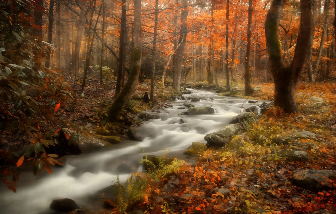 Photo wallpaper autumn, forest, leaves, trees, river, stream, foliage