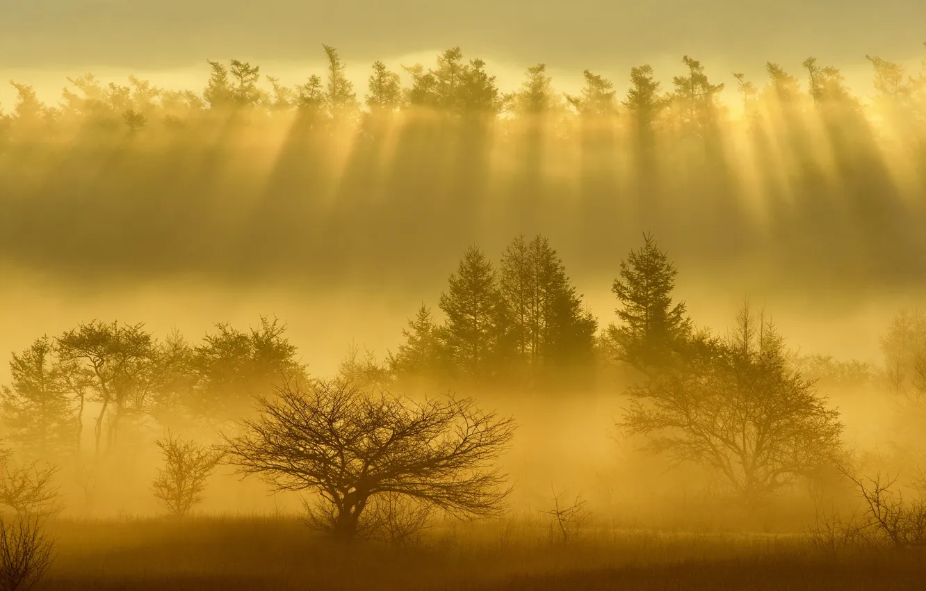 Photo wallpaper landscape, nature, fog, morning