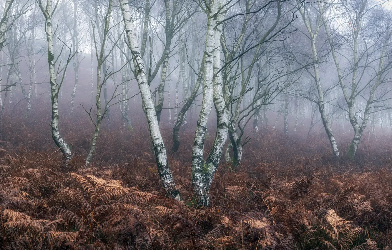 Photo wallpaper fog, ferns, birch