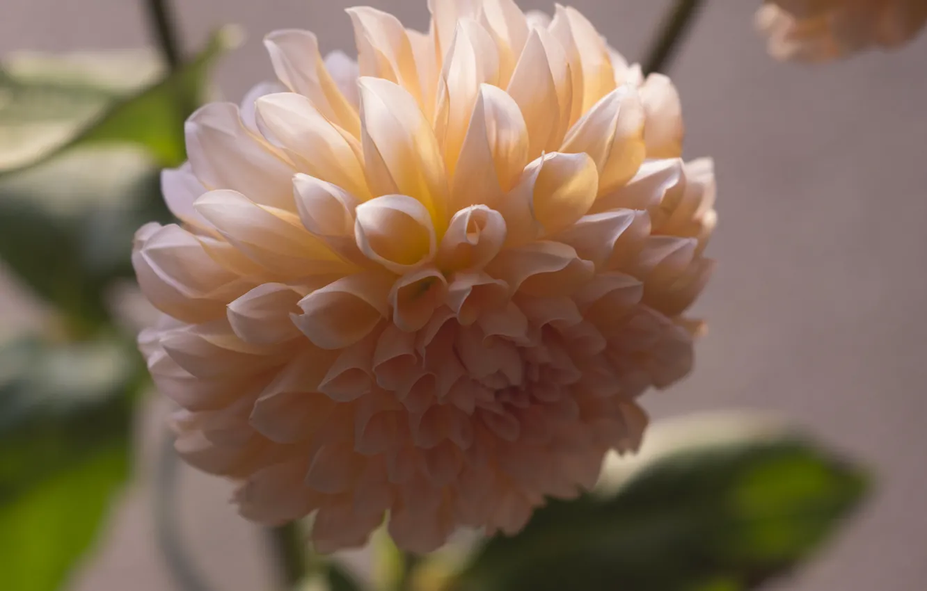Photo wallpaper macro, orange, petals, buds, flowering, dahlias