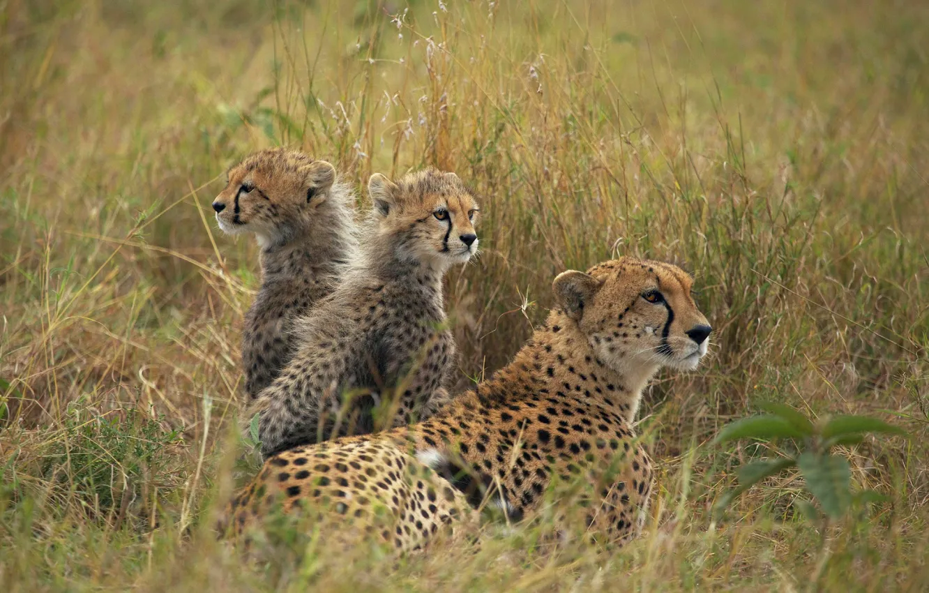 Photo wallpaper field, grass, Cheetah, cub, kitty, mother