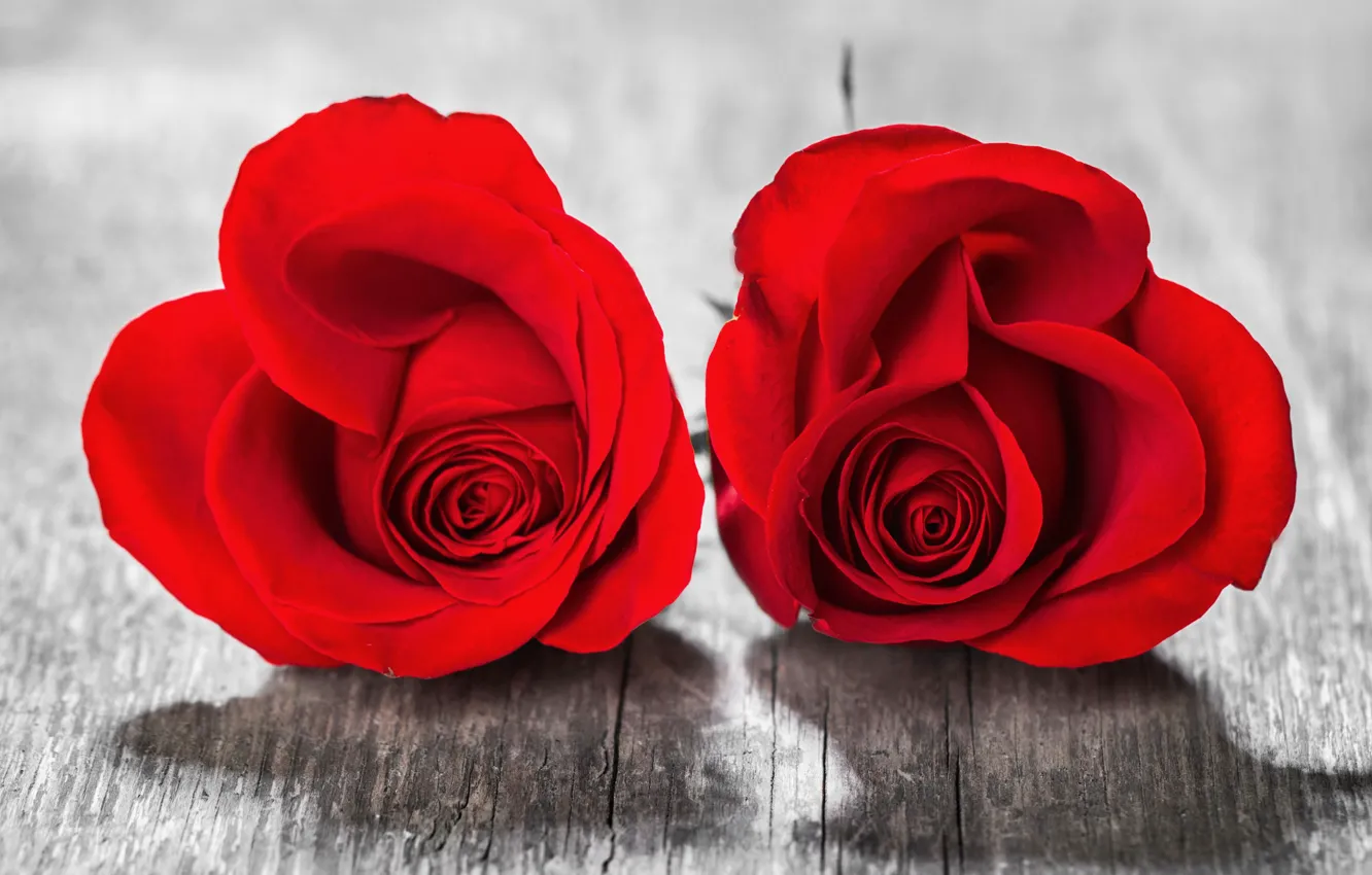 Photo wallpaper love, flowers, heart, roses, petals, pair, red, red