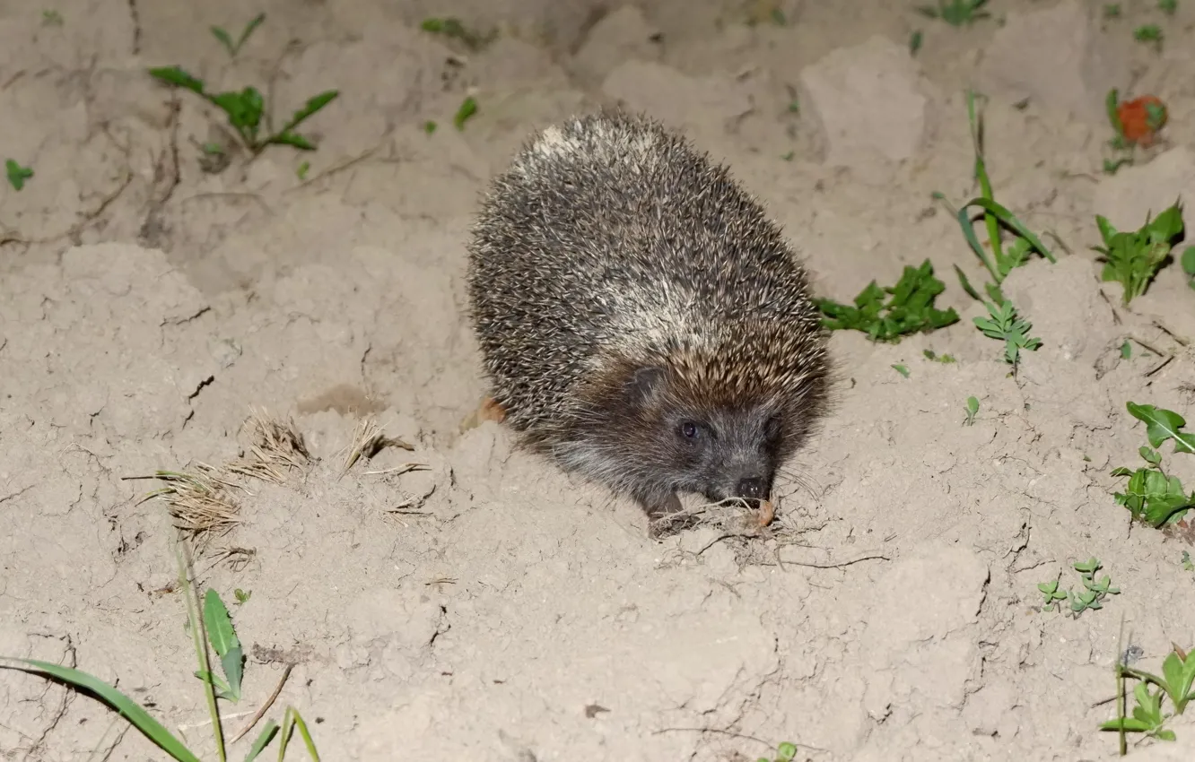 Photo wallpaper eyes, face, night, earth, legs, spout, ears, barbed