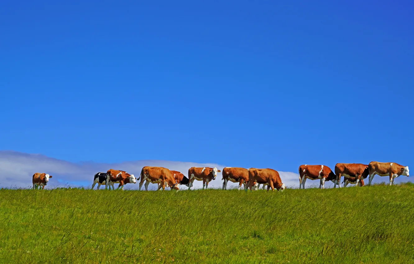 Photo wallpaper the sky, cows, pasture