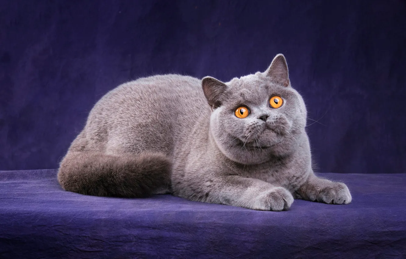 Photo wallpaper cat, cat, look, pose, kitty, grey, legs, muzzle