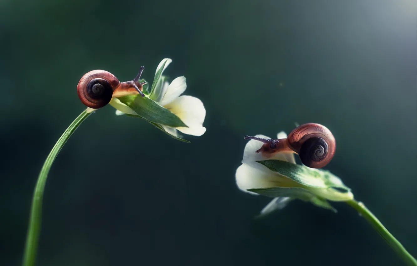 Photo wallpaper macro, light, flowers, background, two, snail, stem, a couple
