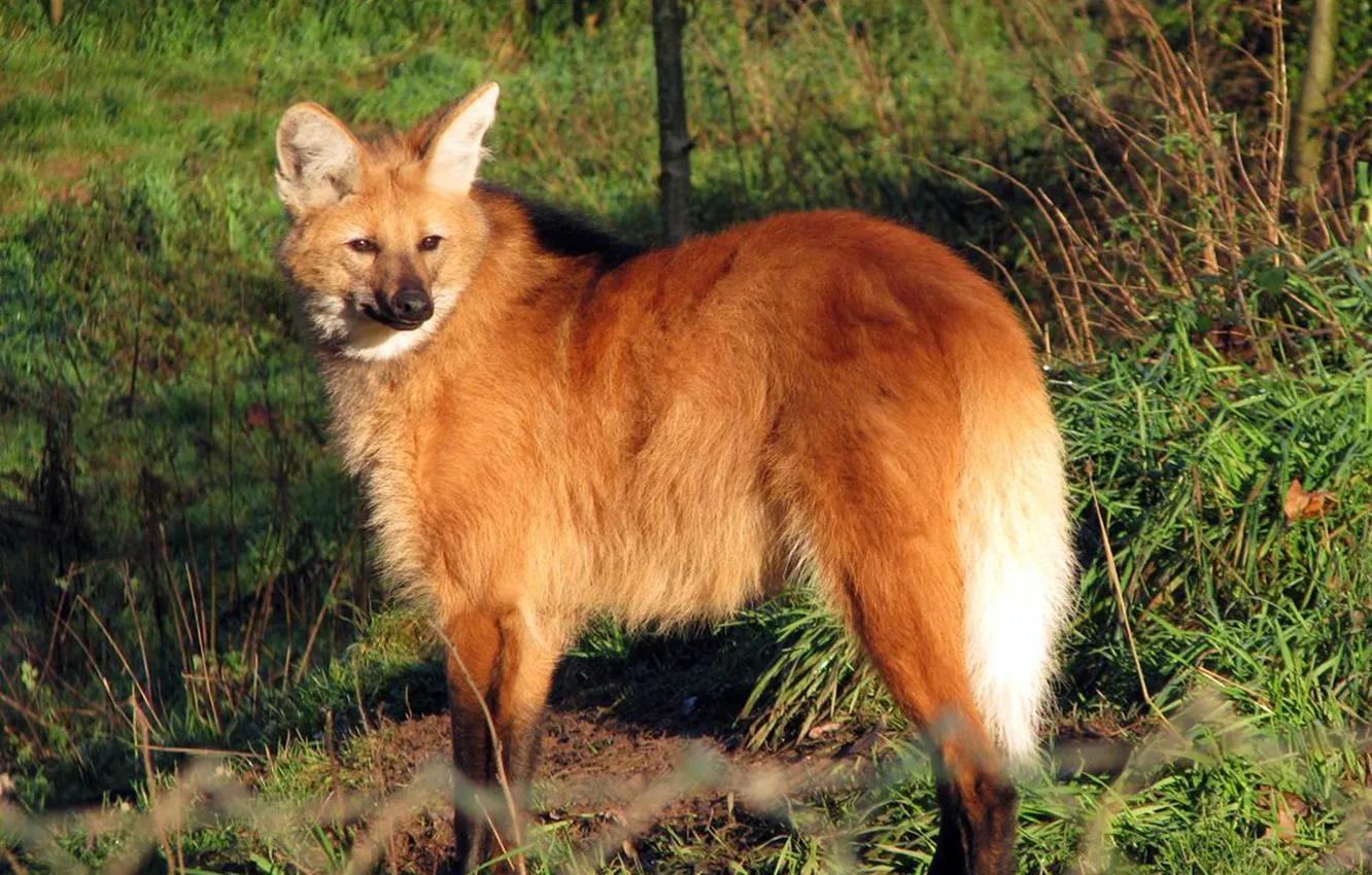 Photo wallpaper fox, animal, wildlife, Maned wolf