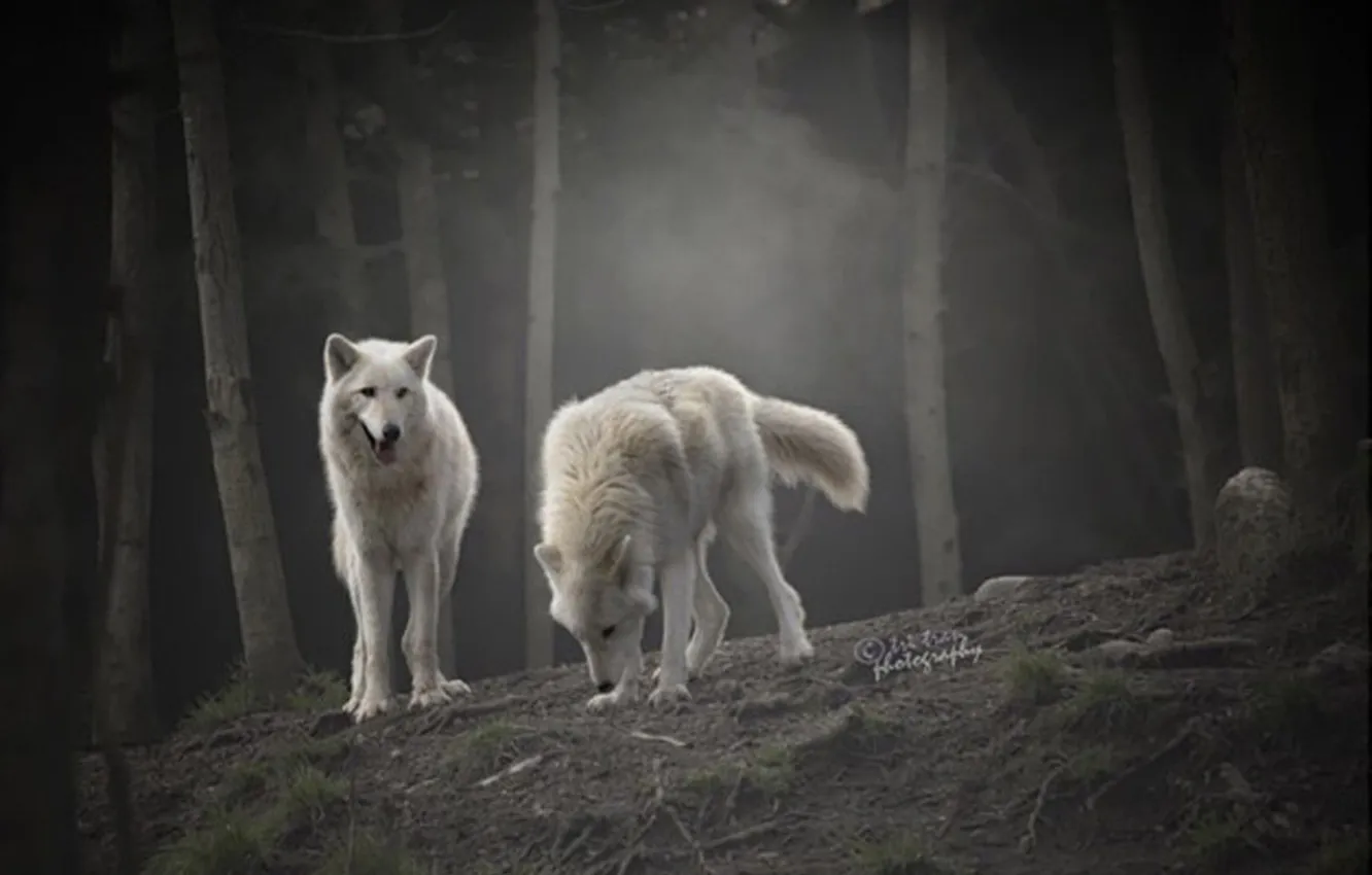 Photo wallpaper nature, snow, predator, face, animal, wolf, wildlife, portrait