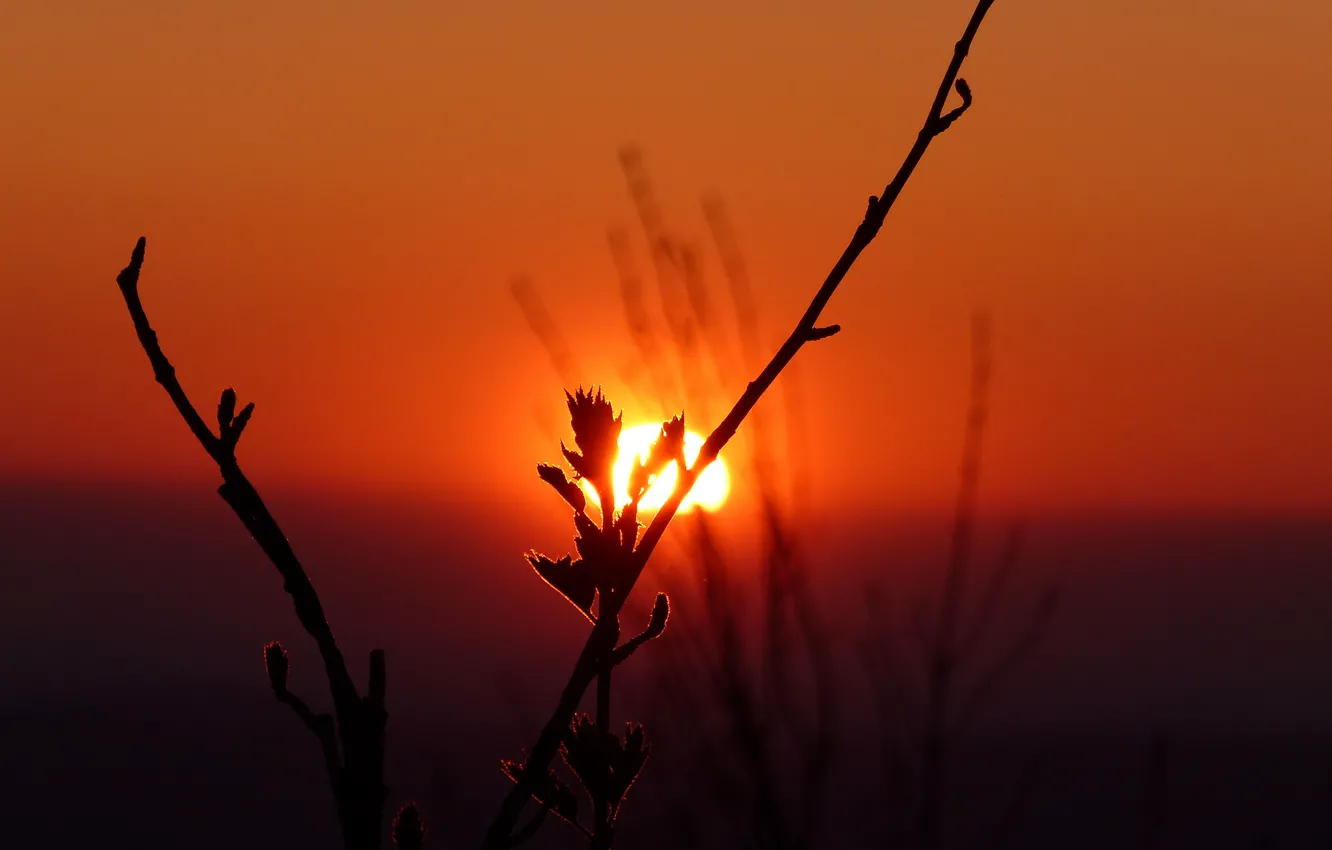 Photo wallpaper the sky, the sun, sunset, plant, silhouette