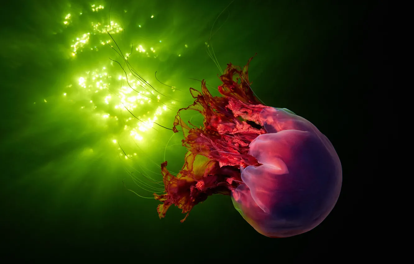 Photo wallpaper sea, water, glare, jellyfish, underwater world