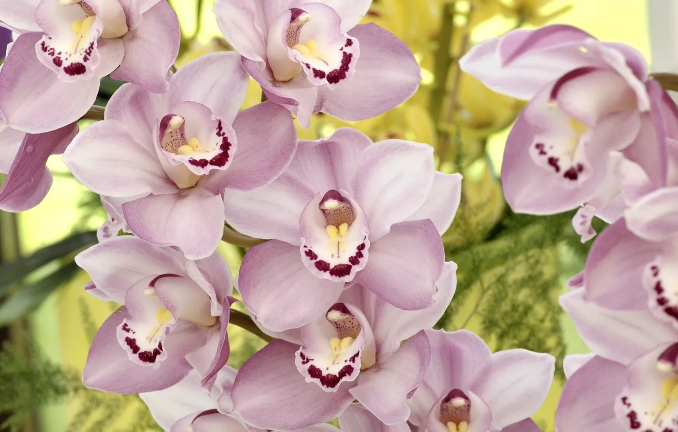 Photo wallpaper flowers, petals, orchids