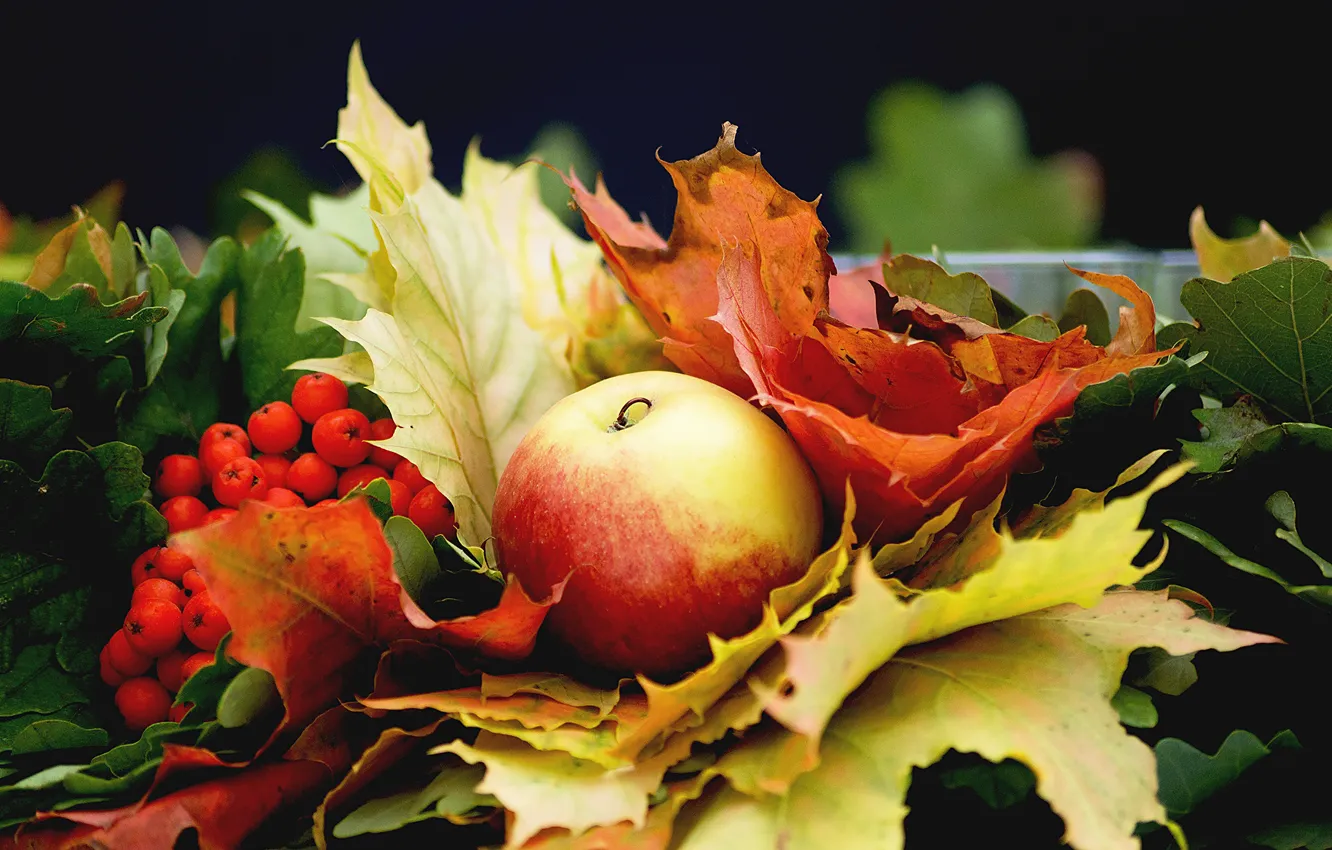Photo wallpaper autumn, leaves, nature, berries, the dark background, foliage, apples, Rowan