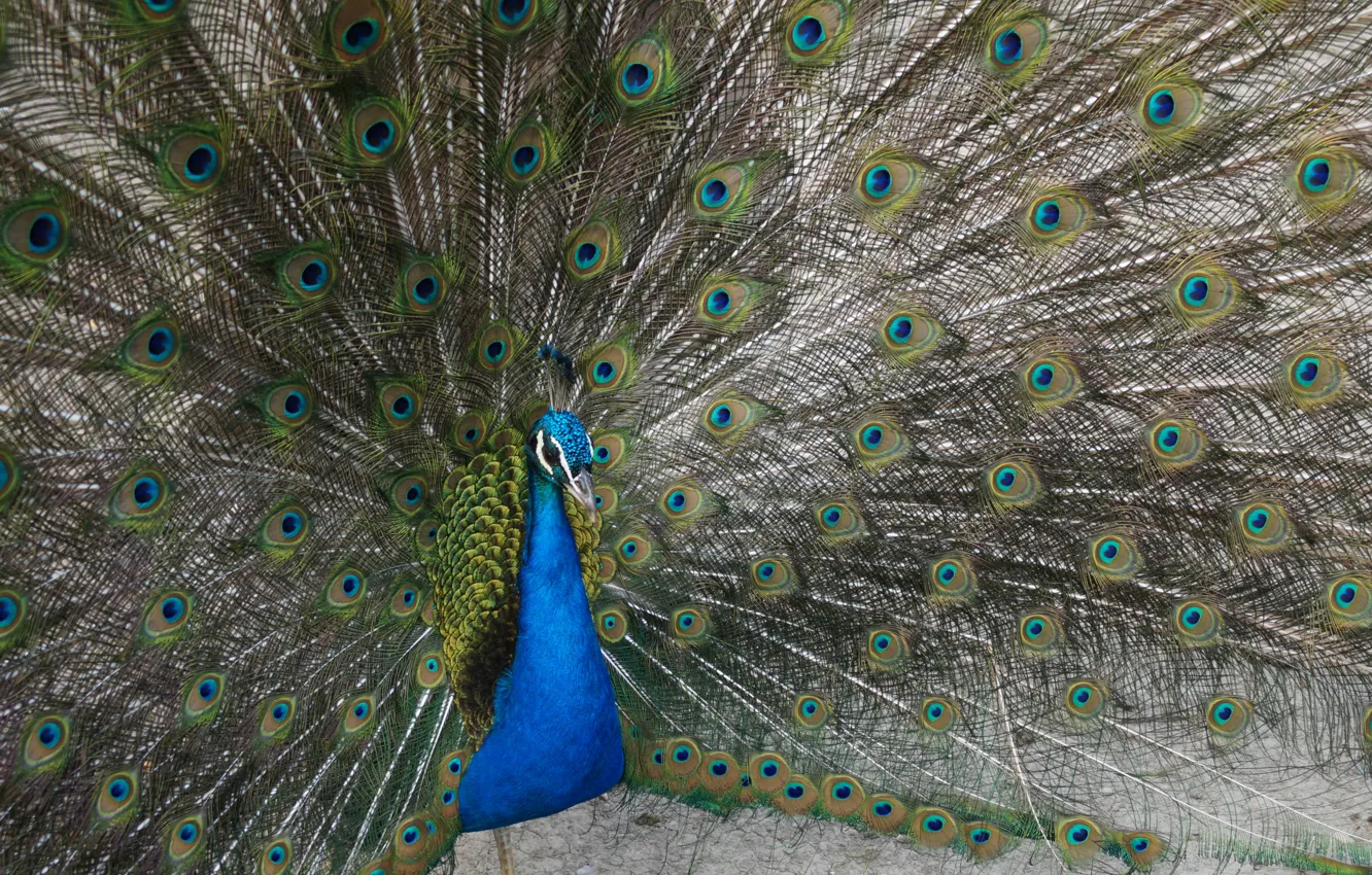 Photo wallpaper bird, peacock, the tail fan