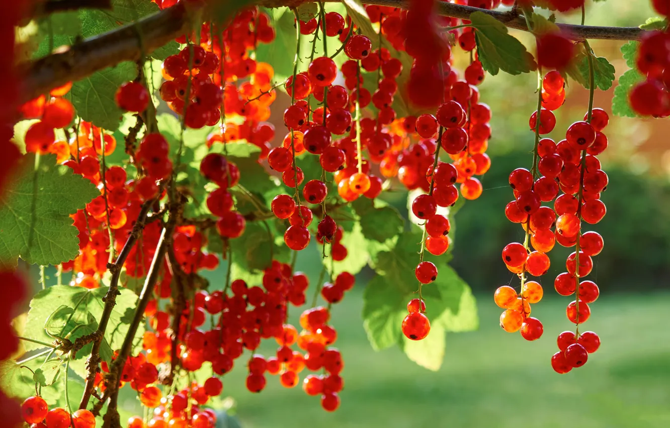 Photo wallpaper leaves, light, branches, nature, berries, Bush, fruit, red