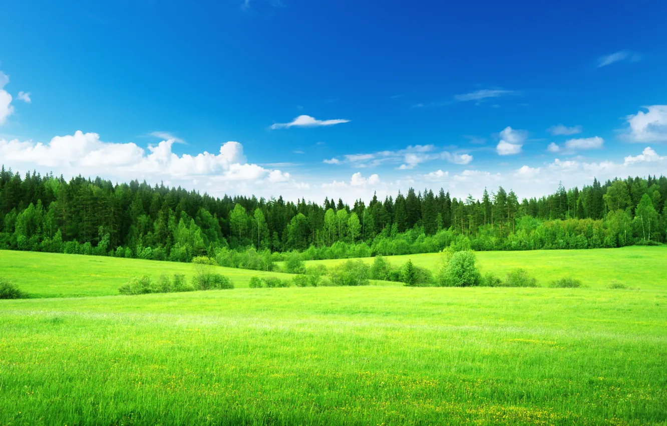 Photo wallpaper field, forest, the sky, grass, clouds, trees, nature, green