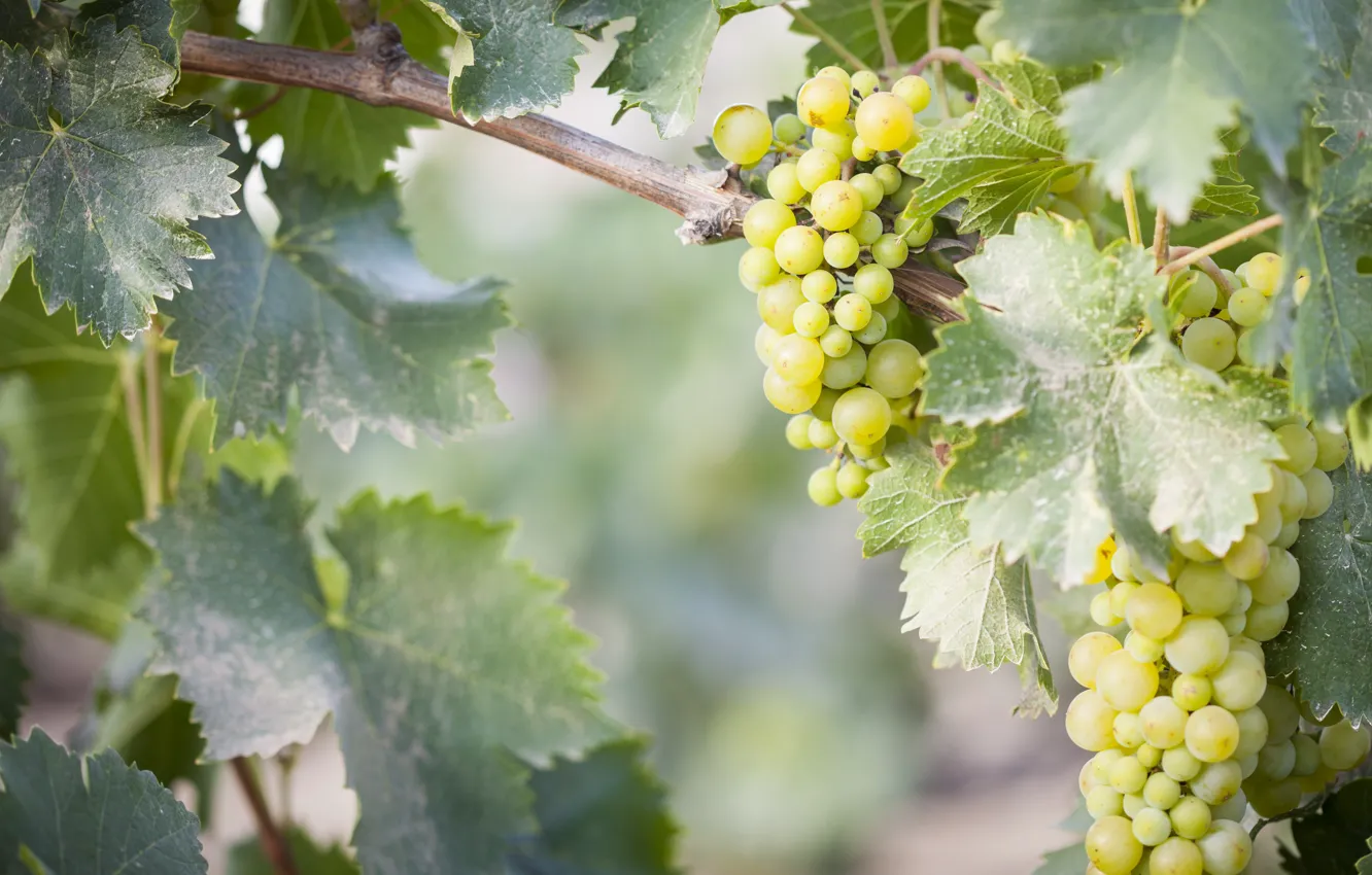 Photo wallpaper leaves, nature, grapes, bunch, vineyard, shrub