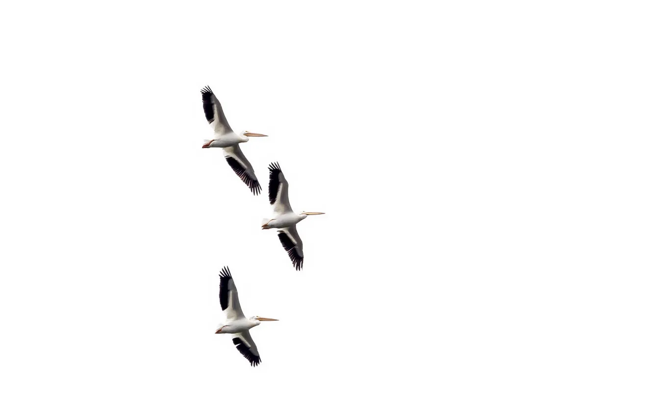 Photo wallpaper birds, flight, pelicans