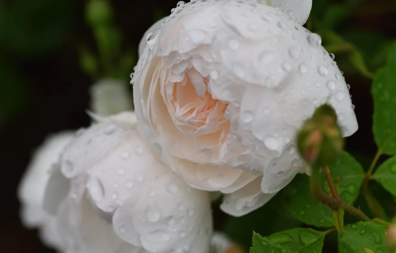 Photo wallpaper leaves, drops, macro, flowers, roses, garden, white