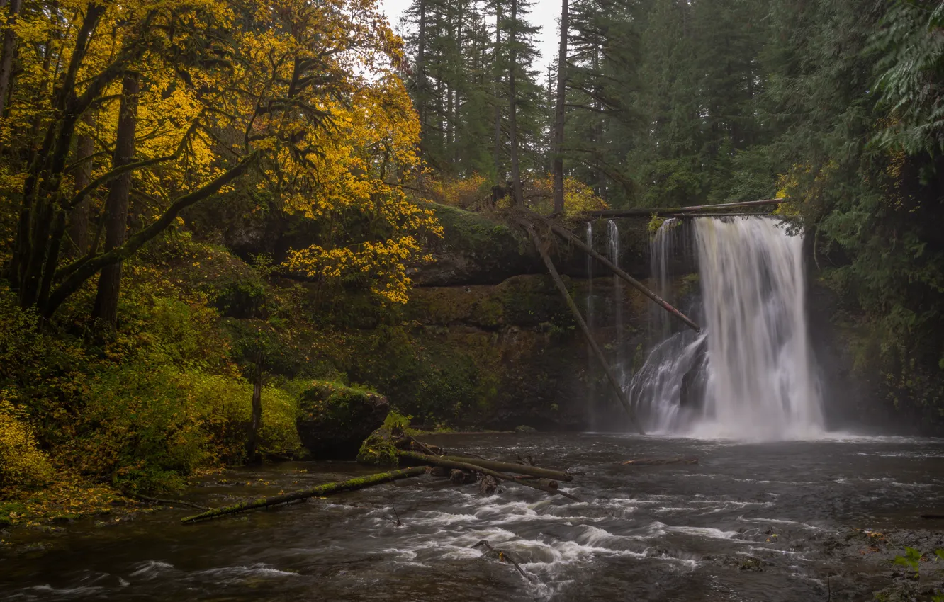 Photo wallpaper autumn, forest, river, waterfall, Oregon, Oregon, Silver Falls State Park, Upper North Falls