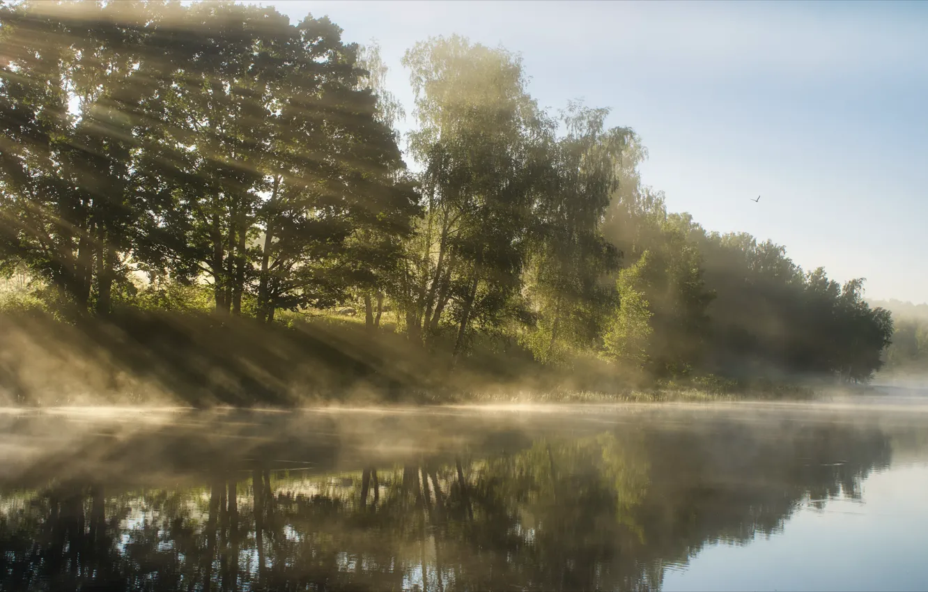Photo wallpaper rays, trees, river, morning