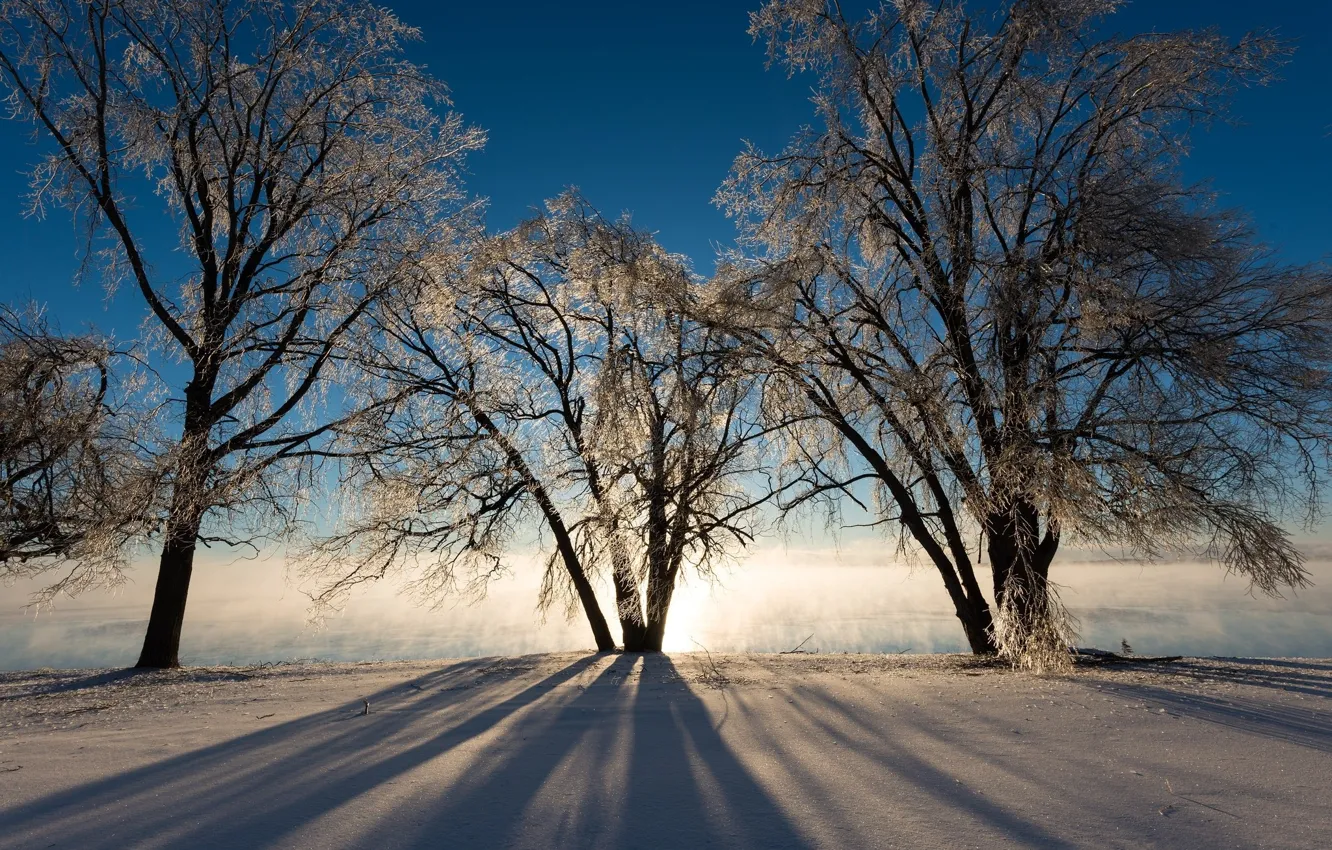 Photo wallpaper winter, snow, trees, fog, morning, frost, trio