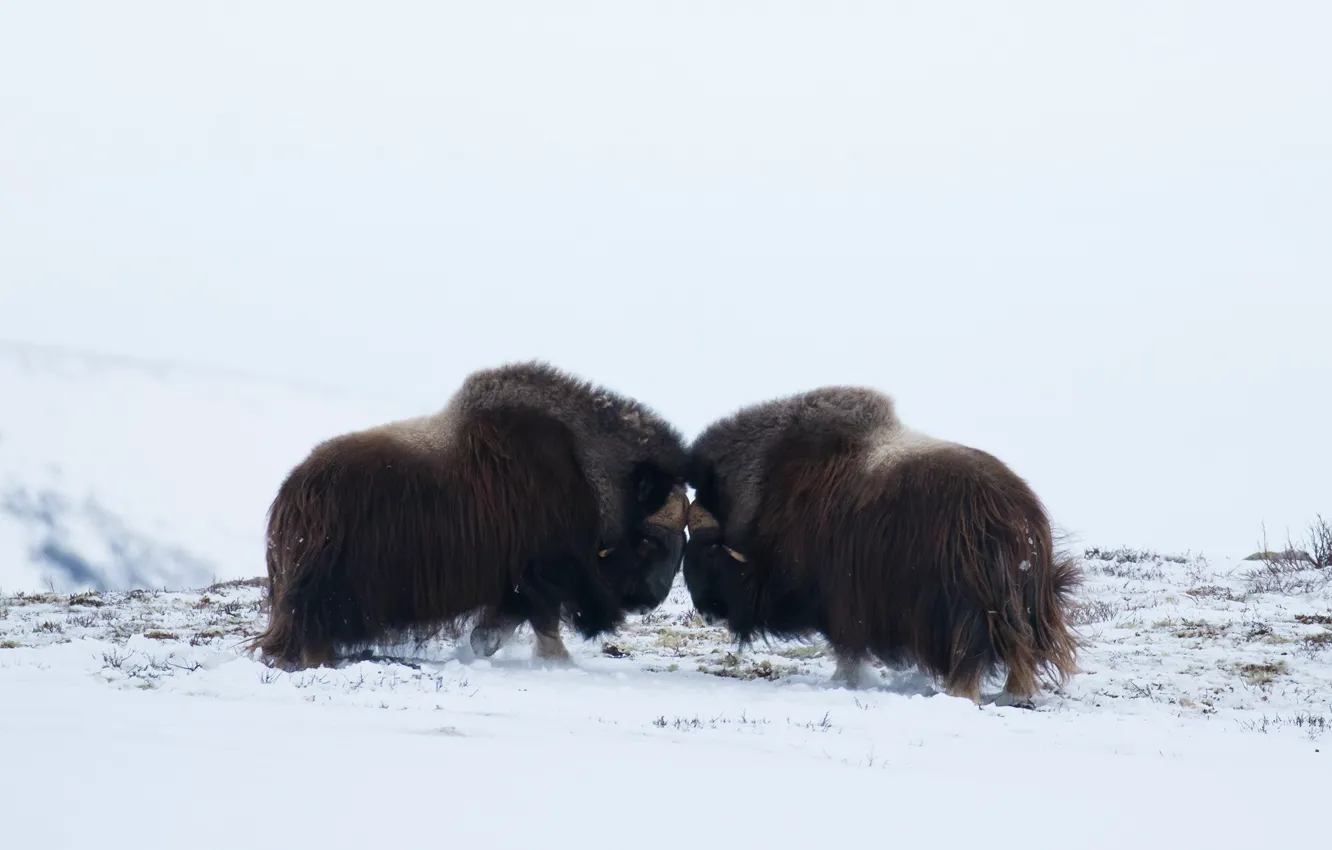 Photo wallpaper winter, field, snow, pose, two, pair, light background, fight
