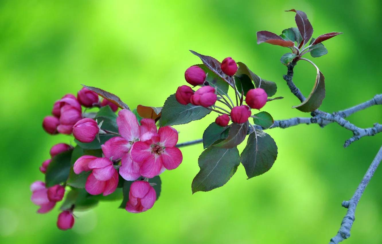Photo wallpaper macro, trees, branches, nature, spring, petals
