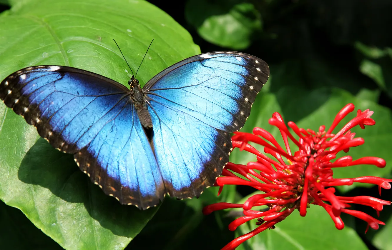 Photo wallpaper macro, flowers, nature, butterfly, leaf, flower, nature, butterfly