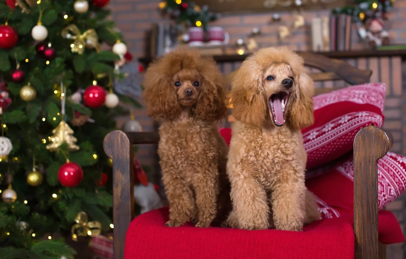Photo wallpaper tree, new year, chair, red, poodle