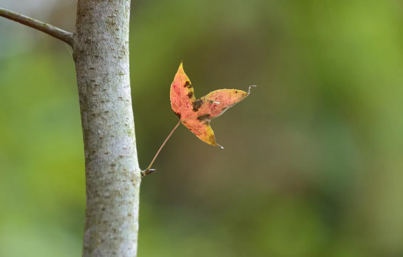 Photo wallpaper autumn, leaves, focus, trunk, gossamer