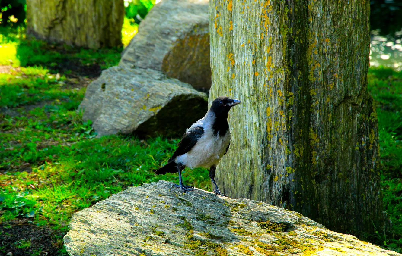 Photo wallpaper bird, park, stones